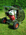5.5 HP inflation fan Honda Flip-Wheel